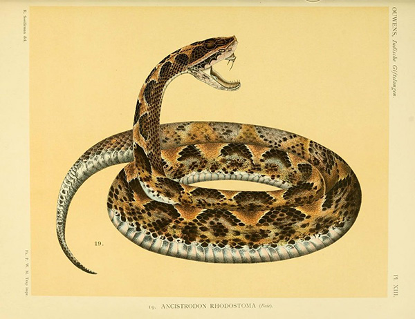 snake-bite-dream-meaning-fangs