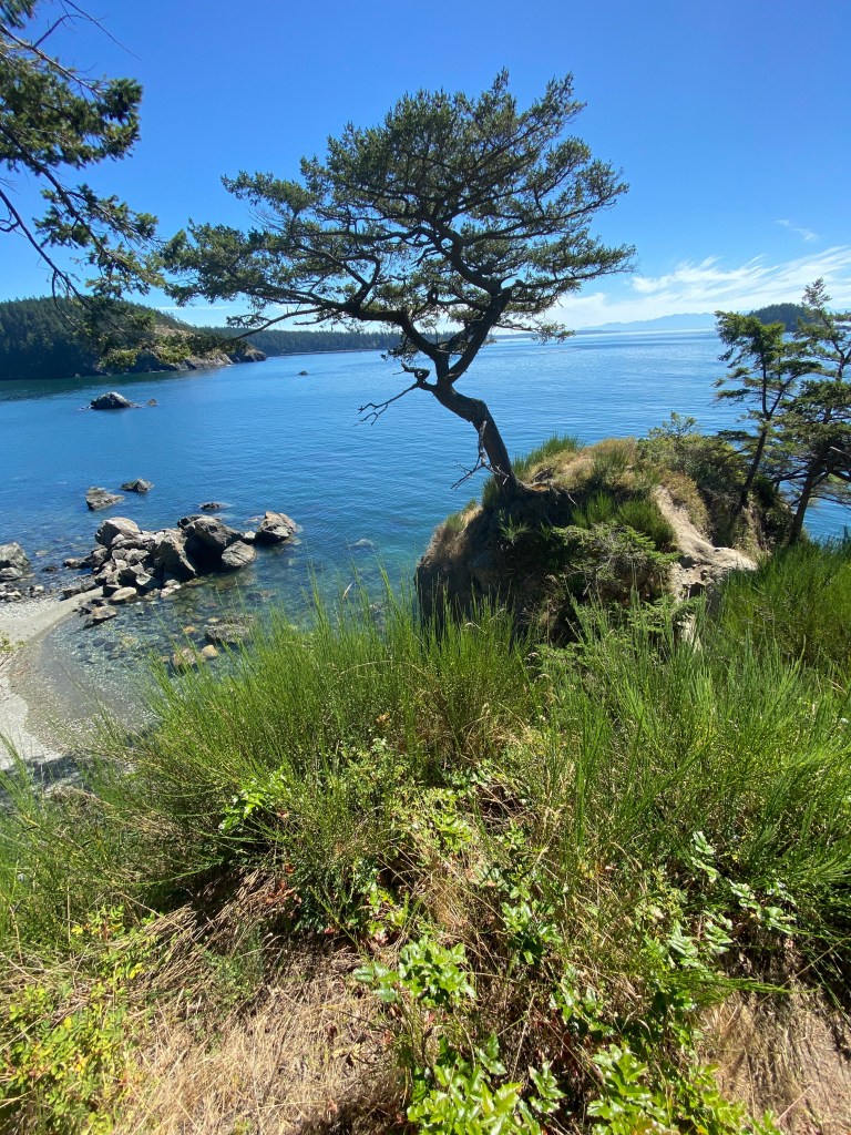 image of green tree in the center of a view of the puget sound and a rocky pebble beach down below